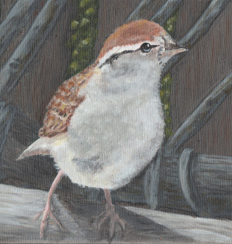 Chipping Sparrow