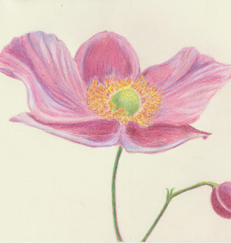 Anemone and Bud